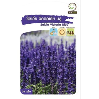 เมล็ดพันธุ์ ดอกไม้ ซัลเวีย วิคตอเรีย บลู (Salvia Victoria Blue)