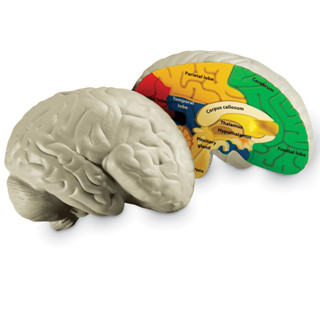 💡 Cross-section Human Brain Model 💡 ✅ ของแท้ ✅ พร้อมส่ง 🇹🇭 ชุด จำลอง สมอง มนุษย์ ภาคตัดขวาง [ Learning Resources ]