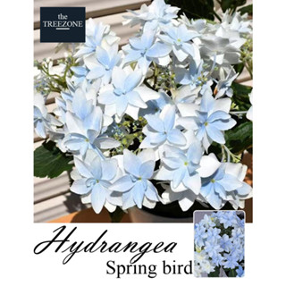 ส่งพร้อมติดดอก Hydrangea Spring bird- ต้นไฮเดรนเยีย สายพันธุ์ Spring bird- โทนสีฟ้า ฟ้า ออกดอกทั้งปี ส่งพร้อมดอก