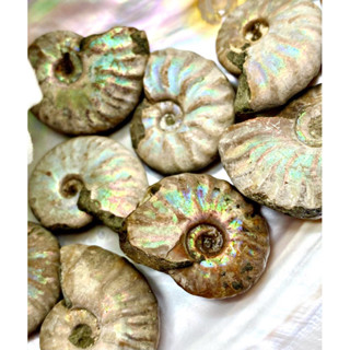 1 Piece Natural Opal Ammonite Fossil Polished Gemstone Healing Specimen Slice healing quartz home decoration gift