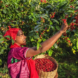 ANNIE - Ethiopia Guji Hambela Buku Abel Natural คั่วอ่อน