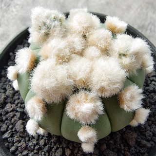 โออิโบะ  แอสโตรไฟตัม แคคตัส กระบองเพชร Astrophytum asterias ooibo