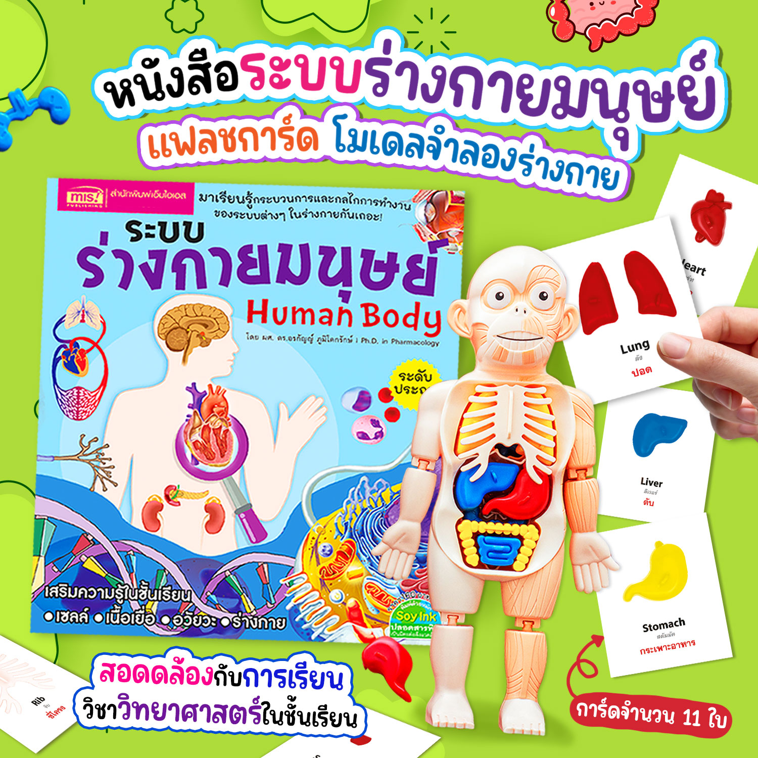 BrainyToys หนังสือระบบร่างกายมนุษย์ พร้อมโมเดลร่างกายมนุษย์ และการ์ดร่างกายมนุษย์