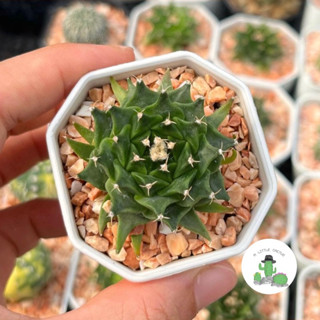 🌵 A Little cactus🌵| แคคตัส กระบองเพชร กลีบกระทง โอบรีโกเนีย