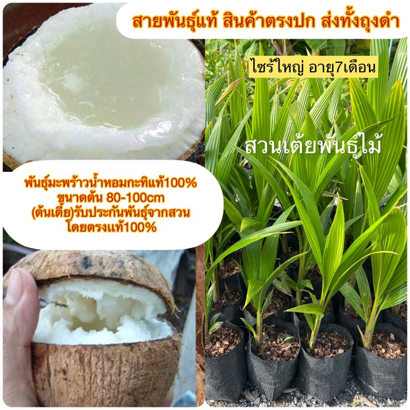 พันธุ์มะพร้าวนํ้าหอมกะทิแท้100% ในถุงชำขนาดต้น 80-100cm (ต้นเตี้ย)รับประกันพันธุ์จากสวน โดยตรงเเท้100%