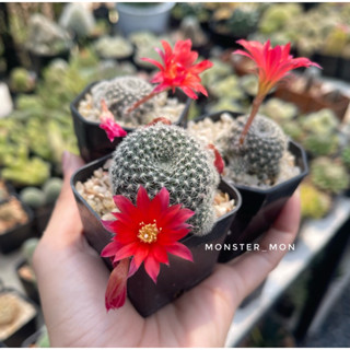 รีบูเทีย ดอกสีแดง Rebutia carnival แคคตัส กระบองเพชร