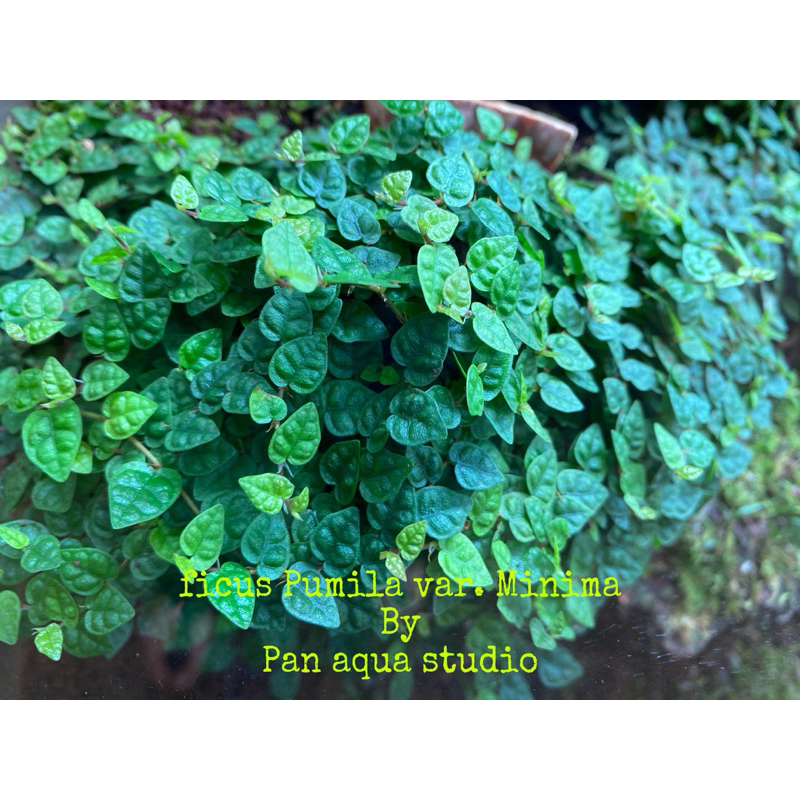 ต้นไม้ชื้นตีนตุ๊กแกแคระ Ficus Pumila var.Minima