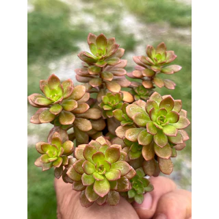 Sedum cepaea L. ไม้อวบนำ้ น่ารักๆ กระถาง 2 นิ้ว