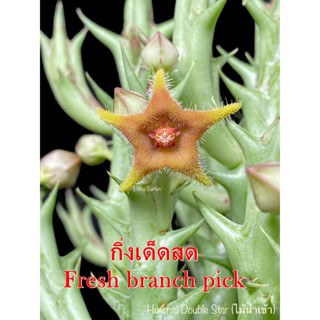 เก๋งจีน Huernia Double Star(ไม้นำเข้า) *กิ่งเด็ดสด* แคคตัส ไม้อวบน้ำ Cactus and Succulent