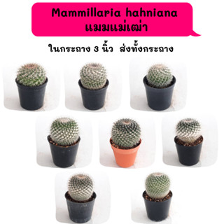 MT029 Mammillaria hahniana  แมมแม่เฒ่า Cactus กระบองเพชร พืชอวบน้ำ พืชทะเลทราย ตะบองเพ