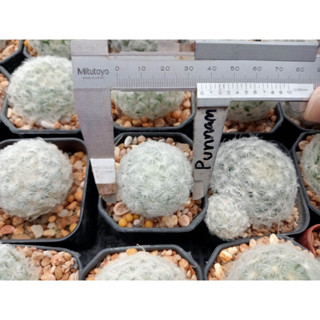 🌵💥แมมขนนกขาว💥🌵Mammillaria plumosa  ไม้เมล็ด ขนาด 3-4 ซม. ต้นกระบองเพชร ต้นแคคตัส (แคคตัส กระบองเพชร)