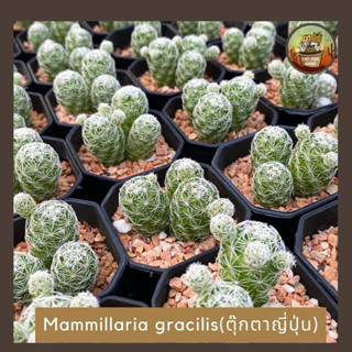 ต้นกระบองเพชร แมมตุ๊กตาญี่ปุ่น Mammillaria gracilis ส่งทั้งกระถาง