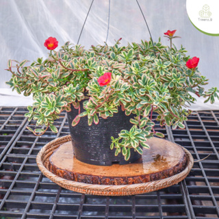 Treeno.9 T187 คุณนายตื่นสาย ไฮโซด่าง (Portulaca) กระถางแขวน 8 นิ้ว / สูง 10-20 ซม. / ไม้ประดับ ไม้ดอก ไม้มงคล (ต้นไม้)