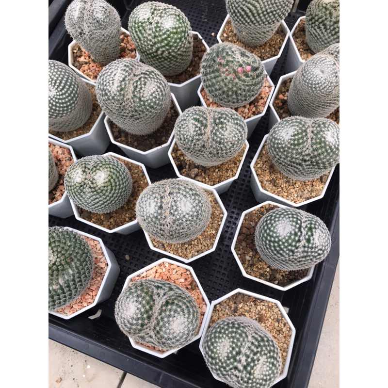 นกฮูกแตกตา ไม้สะสม mammillaria Perbella