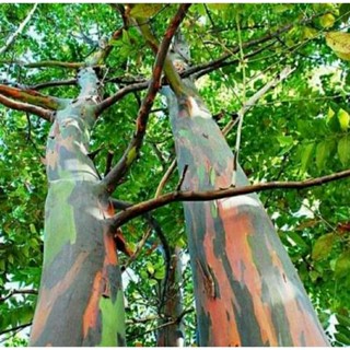 เมล็ดพันธุ์ยูคาลิปตัสสีรุ้ง (Rainbow Eucalyptus Seed)บรรจุ 100 เมล็ด ของแท้ คุณภาพดี นำเข้าจากต่างประเทศ