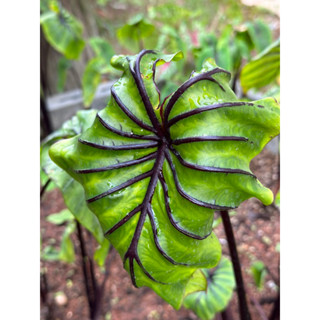 หน้ากากฟาโรห์ Colocasia Pharaoh’s Mask  บอนสวยงาม บอนประดับ โคโลคาเซีย