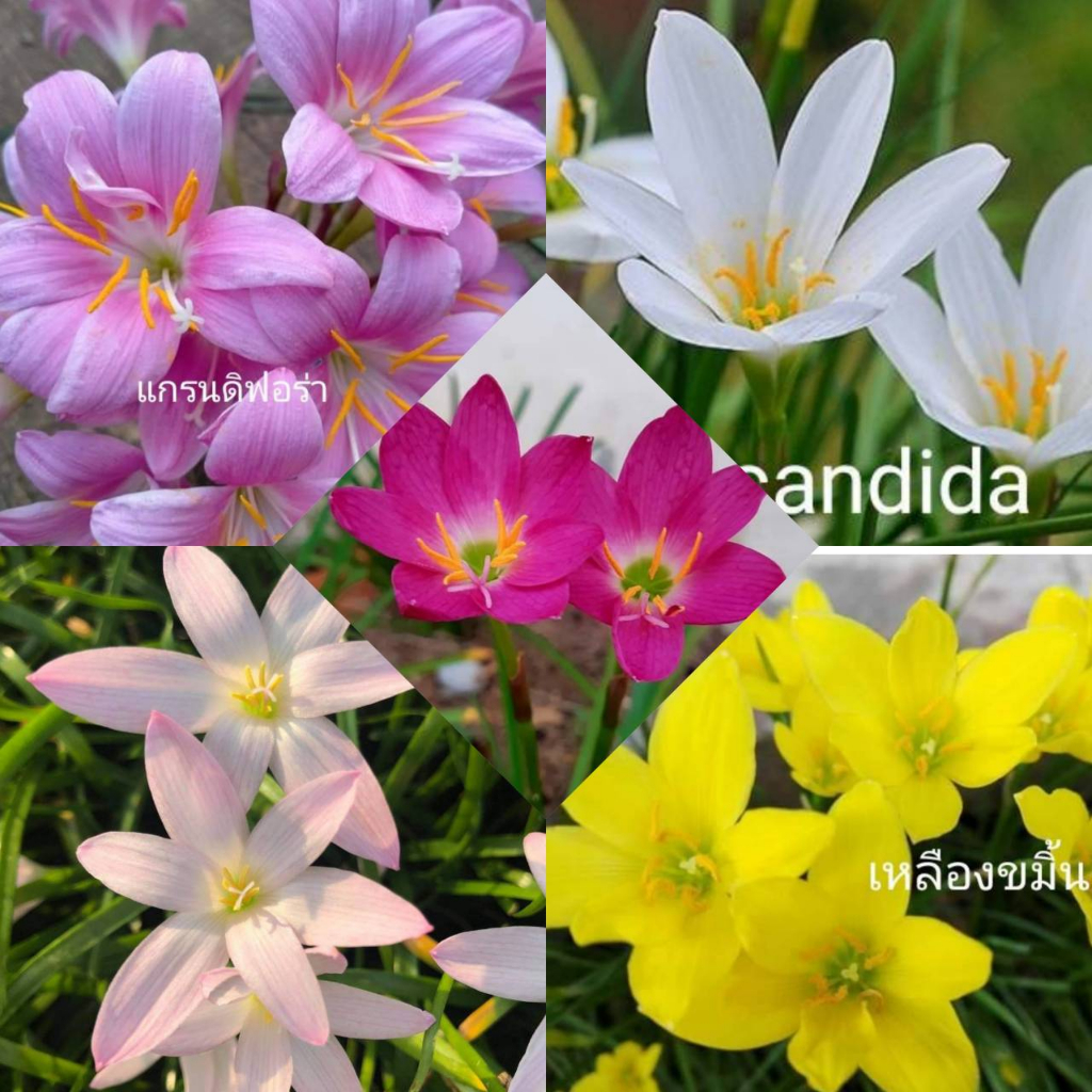 บัวดินคละสี(30หัว/5สายพันธุ์)แยกสีให้ ขาวแคนดิด้า5,ชมพูโรเซีย5,รักแรก5,แกรนดิฟอร่า12,เหลืองขมิ้น3 flower
