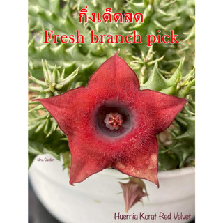 เก๋งจีน Huernia Korat Red Velvet *กิ่งเด็ดสด* แคคตัส ไม้อวบน้ำ Cactus and Succulent