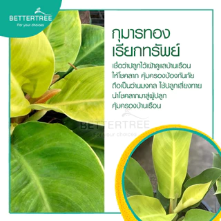 กุมารทองเรียกทรัพย์ กระถาง 3 นิ้ว ต้นไม้ฟอกอากาศ ต้นไม้มงคล