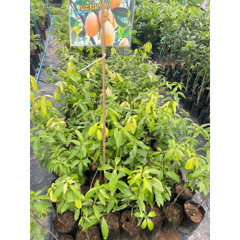 ต้นมะยงชิดทูลเกล้า ลูกใหญ่หวานอมเปรี้ยว ออกดอกง่าย เนื้อกรอบเมล็ดเล็ก - รูปที่ 5