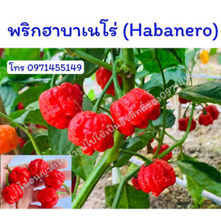 เมล็ดพันธุ์พริกฮาบาเนโร่ (Habanero) เป็นพริกที่มีความเผ็ดจัด