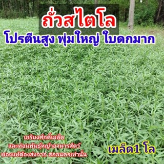 #ถั่วท่าพระสไตโล 1 กก. #เกรดA #ถั่วสไตโลท่าพระ #Stylosanthes guianensis #เกรียงศักดิ์เมล็ดและท่อนพันธุ์หญ้าอาหารสัตว์