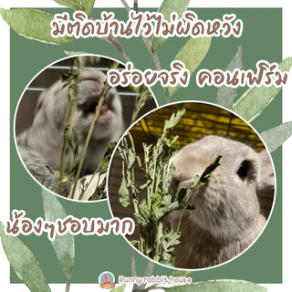 ในไลฟ์ลด40%อัลฟาฟ่าอบแห้ง อัลฟาฟ่าก้านใบ อัลฟาฟ่าคัดใบล้วน เกรดซุปเปอร์พรีเมี่ยม ใหม่ เขียว หอม