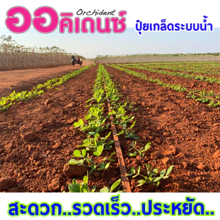 🔥ปุ๋ยเกล็ดออคิเดนซ์ระบบน้ำ🔥 สูตร 15-6-35 บำรุงผลผลิต ตราแนนซี่ ขนาดกระสอบ 25 กิโลกรัม