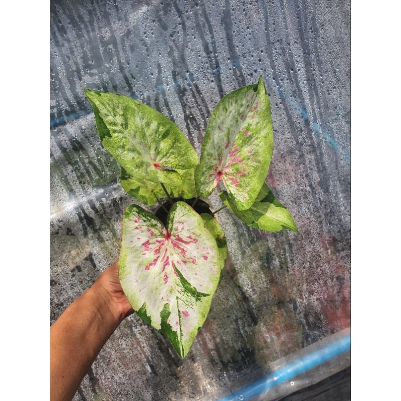 บอนสีอสงไขยต้นตามภาพส่งพร้อมกระถาง