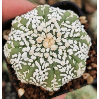 แอ​สโตร​ไฟ​ตั้ม เชื้อวี 5พู #แคสตัส castus​ astrophytum แอสโตร แอสโตร​ไ​ฟตั้​ม แอสโตรไฟตัม กระบองเพชร แอสโตรวี