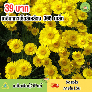 เมล็ดพันธุ์ดอกเดซี่ มากาเร็ตสีเหลือง 300 เมล็ด