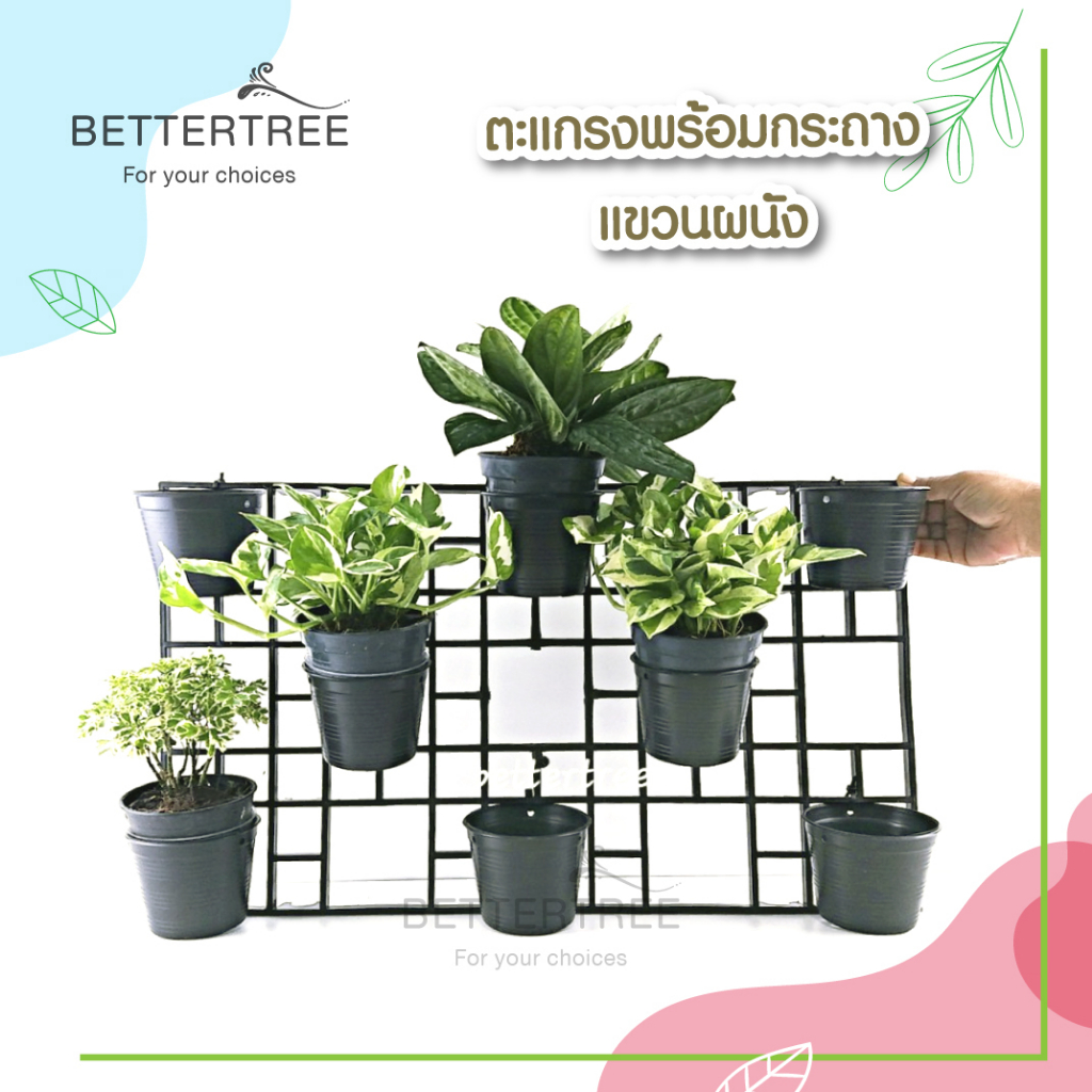ตะแกรงพร้อมกระถางดำ แขวนผนัง สามารถใส่กระถางขนาด 4 นิ้วได้  สวนแนวตั้ง  ต้นไม้
