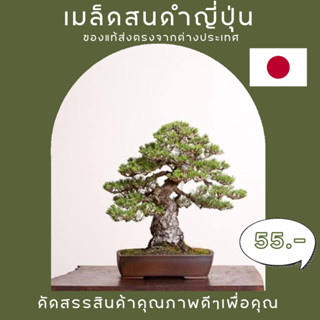 เมล็ดสนดำญี่ปุ่นนำเข้าแท้100% Japanese Black Pine (Pinus Thunbergii) Bonsai Seeds