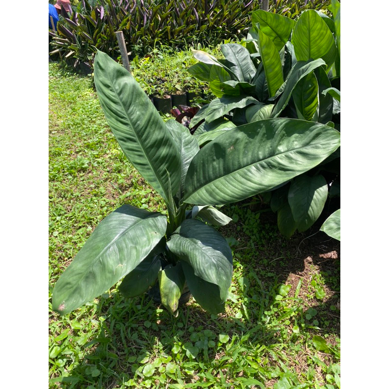 เดหลีจักพรรดิ์ ไม้ฟอกอากาศ จัดส่งพร้อมแบบถุง - รูปที่ 2