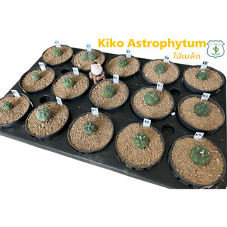 แอสโต กิ๊กโก๊ะ ไม้เมล็ด Kiko Astrophytum กระถาง 3 นิ้ว ขนาด 2-3 cm