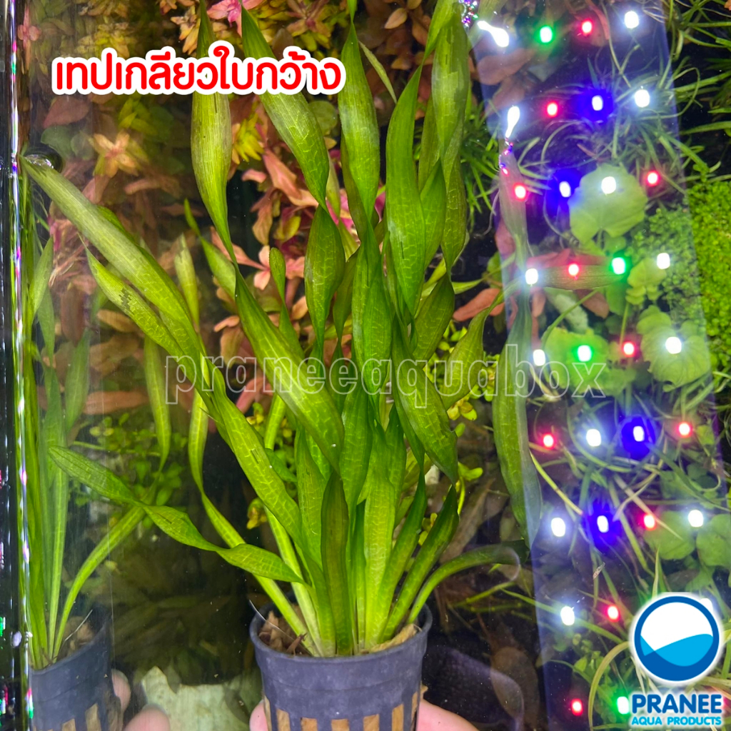 เทปเกลียว USAอเมริกา ​( Valllsneria americana ) ต้นไม้น้ำพร้อมปลูก