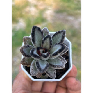 หูกระต่าย Kalanchoe Tomentosa Chocolate Soldier #ไม้อวบนำ้ น่ารักๆ กระถาง2นิ้ว