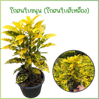 โกสนใบขนุนหรือโกสนใบเหลืองเป็นไม้ประดับส่งพร้อมกระถาง