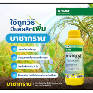 บาซากราน 1 l.ยากำจัดหญ้า หนวดแมว แห้วหมู  ต้นกกทุกชนิด ต้นปรือ ฉีดจี้ข้าวไม่แดงไม่อาน หญ้าตายดีใน 7 วัน