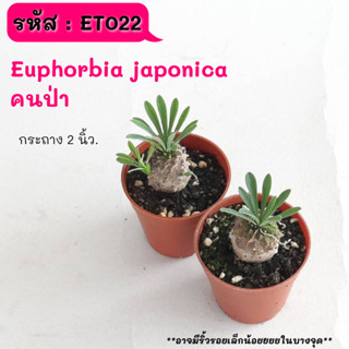 ET022 Euphorbia japonica  คนป่า ไม้ชำหน่อ  Cactus กระบองเพชร พืชอวบน้ำ พืชทะเลทราย