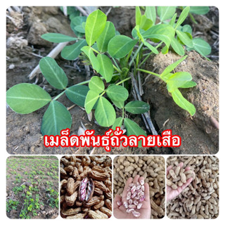 เมล็ดพันธุ์ถั่วลายเสือ ถั่วที่อร่อยที่สุด 100 เม็ด