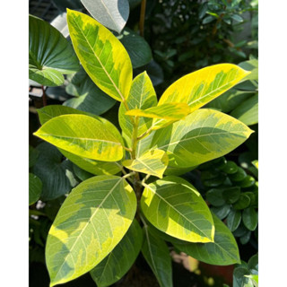 #กร่างด่างเหลือง (Ficus Altissima ‘Yellow Gem’)