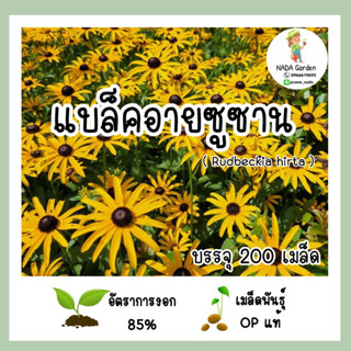 เมล็ดพันธุ์แบล็คอายซูซาน  Rudbeckia hirta /Blackeyed Susan บรรจุ 200 เมล็ด สายพันธุ์ OP แท้