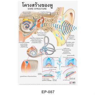 โปสเตอร์พลาสติก PP เรื่องโครงสร้างของหู #EP-087 สื่อการเรียนการสอน สื่อการเรียนรู้