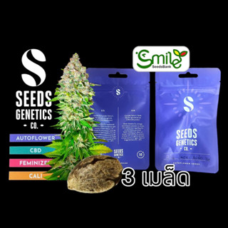 เมล็ดกัญชา Big Jack (Auto) - Seeds Genetics.Co