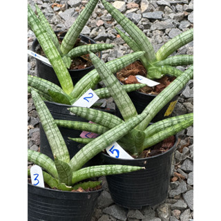 ต้นว่านงาช้างบอลเซล(Sansevieria boncellensis)กระถาง4”