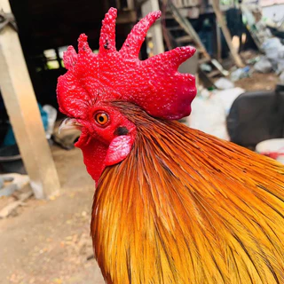ไข่เชื้อไก่ป่า ไก่หูขาว สำหรับนำไปฟัก ไข่มีเชื้อ ใบละ20บาท (สั่ง 5ใบ แถมฟรี 1ใบ)