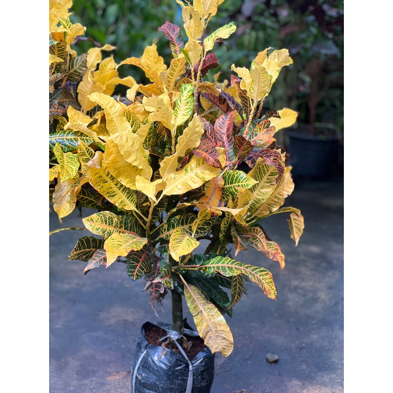 ต้นโกสน ตะเพียนทอง(Croton) มีชื่อวิทยาศาสตร์ว่า Codiaeum Variegatum (L.) Blume 80-100cm