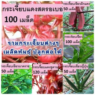 รวมกระเจี๊ยบหลากหลายสานพันธุ์ สวนแทนใจไร่ดอกเหงื่อ เมล็ดพันธุ์ปลูกต่อได้