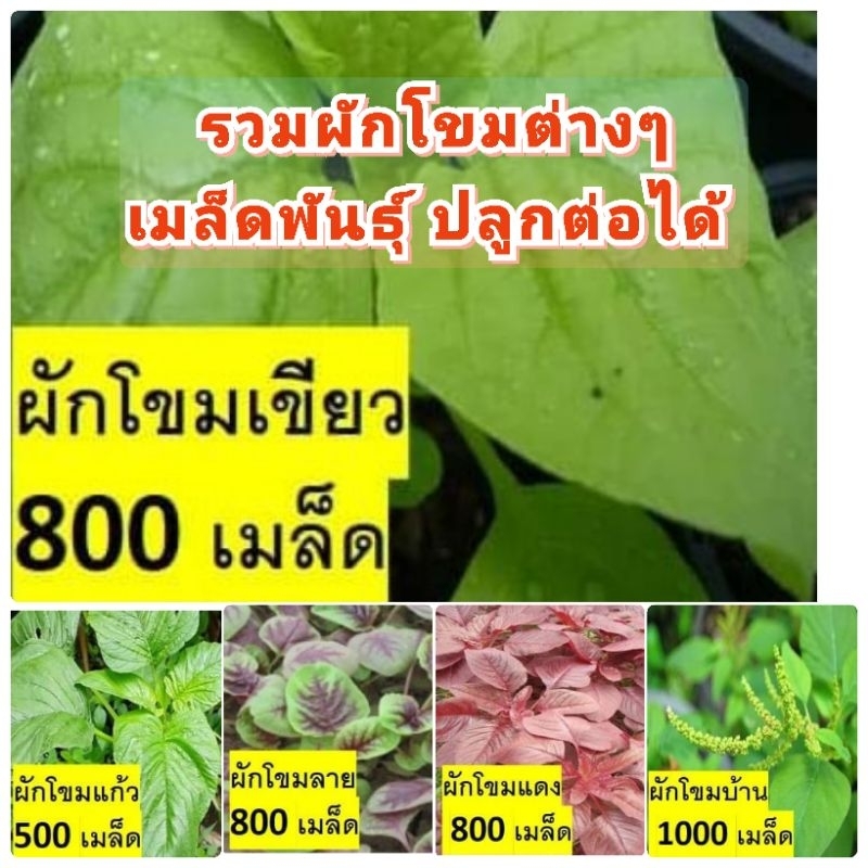 ผักโขมพื้นบ้านหลากหลายสายพันธุ์สวนแทนใจไร่ดอกเหงื่อ